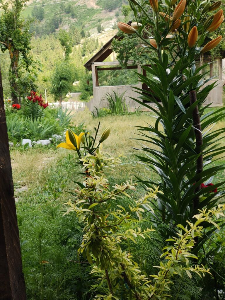 Kol Gjoni garden Guesthouse in Valbona's village 