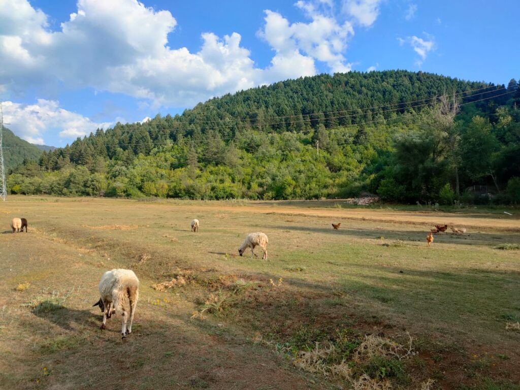 Livestock in Farma Sotira at southeast Albania 