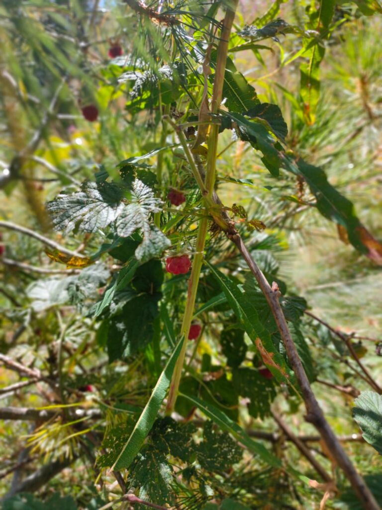 Raspberries bush 