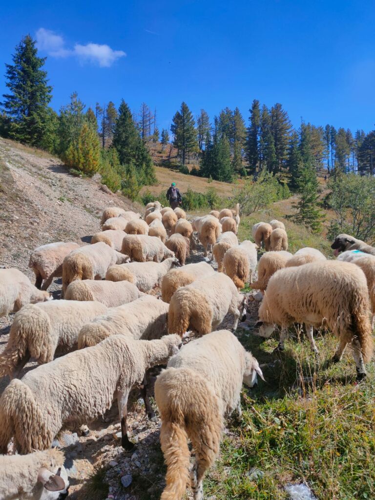 A Shepherd with hid heard in Rugova Canyon
