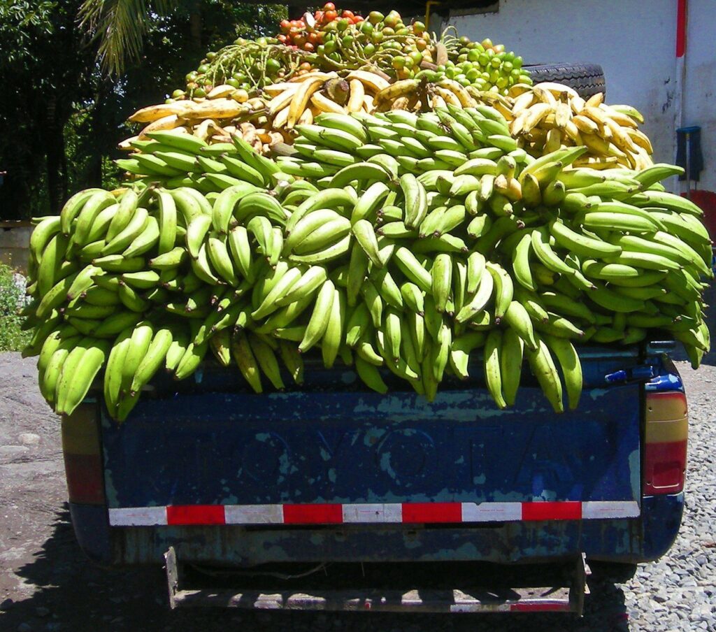 A trunk full of fruits