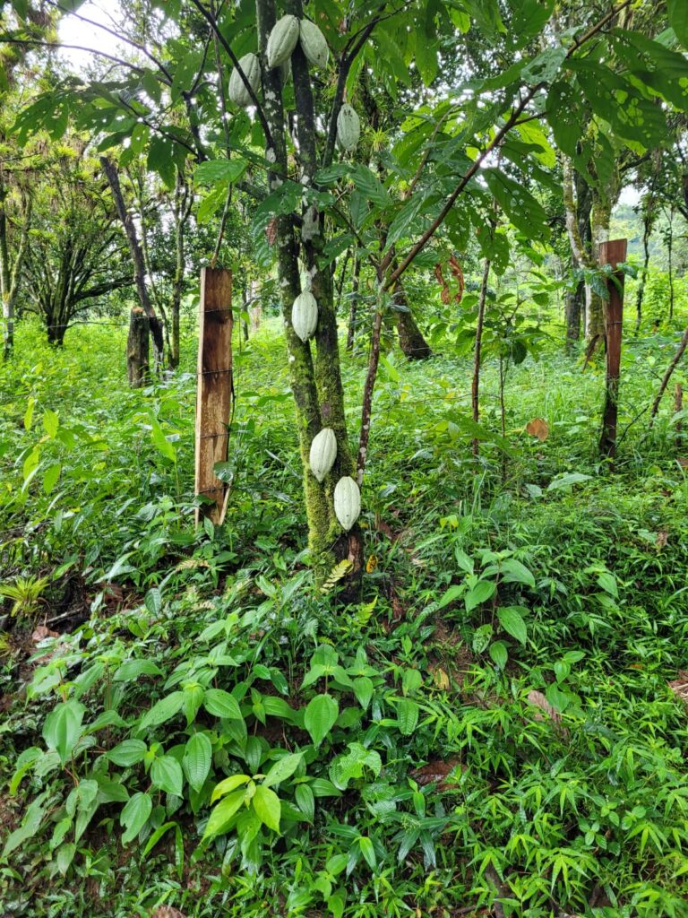 Cocoa on the trail leading to Bermejo waterfall 