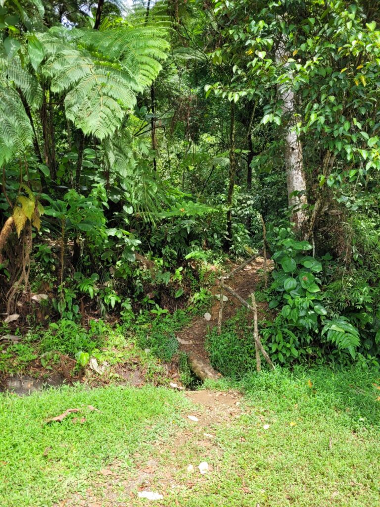 a trail in the woods leading to Las Gordolinas