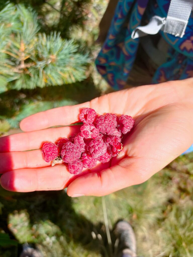 Freshly picked raspberries in a hand 