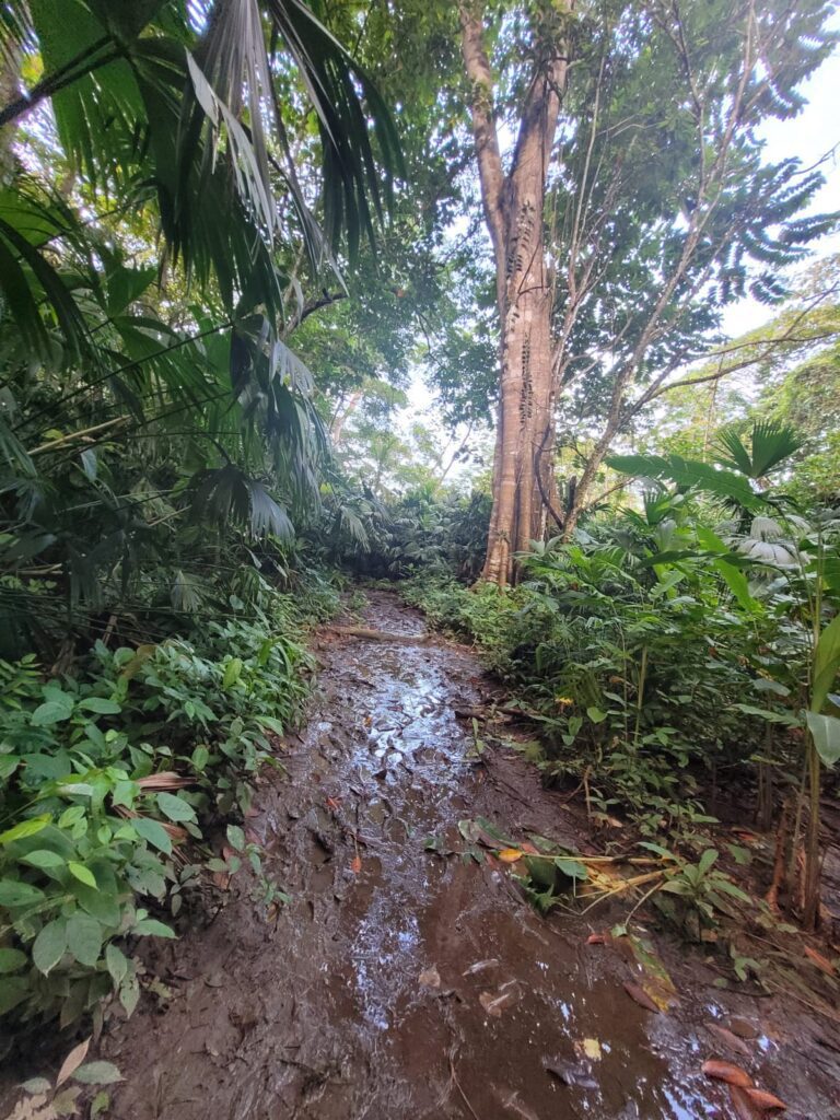 A muddy trail in the rainforest of the Darien gap 