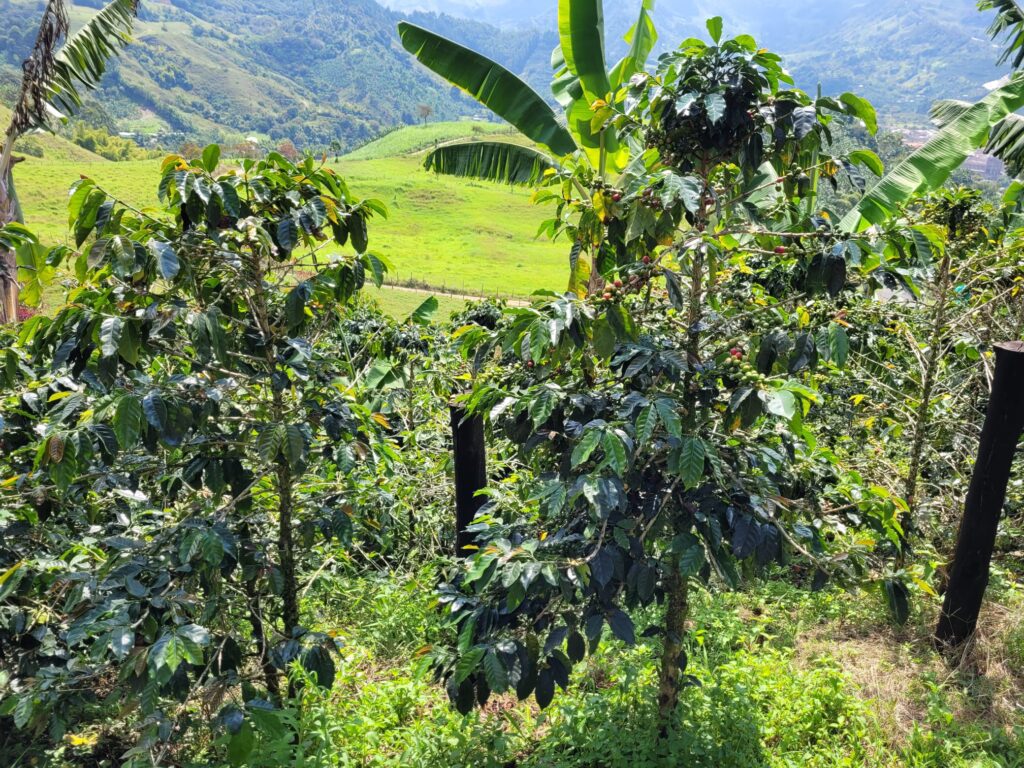 Coffee plans in the nature 