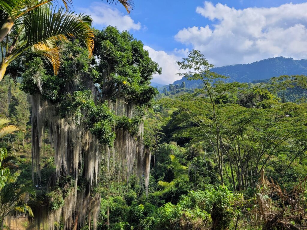 A view of different trees in Jardin's land scape 