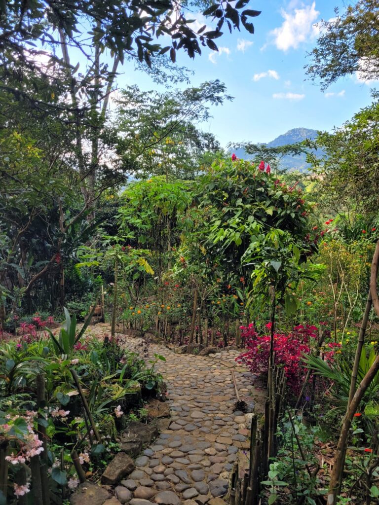 A trail within the Gallito de Roca Reserve