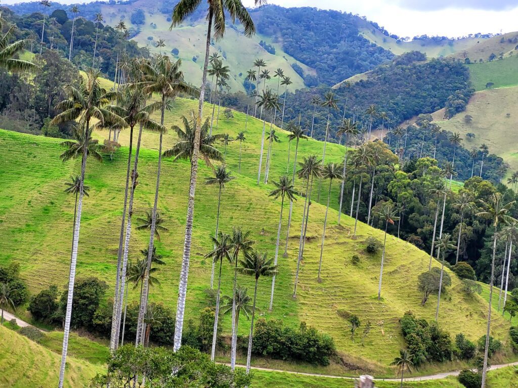 Dozens of Wax palms in Samaria Valley 