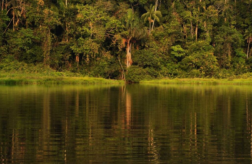 The Amazon river and rainforest 