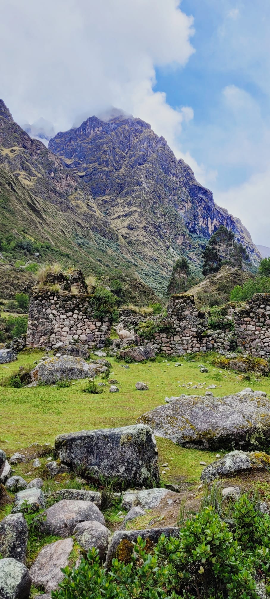 Lamas grazing around an free archeological site of Chupani in the sacred valley